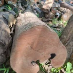 kayu bahan mebel jepara
