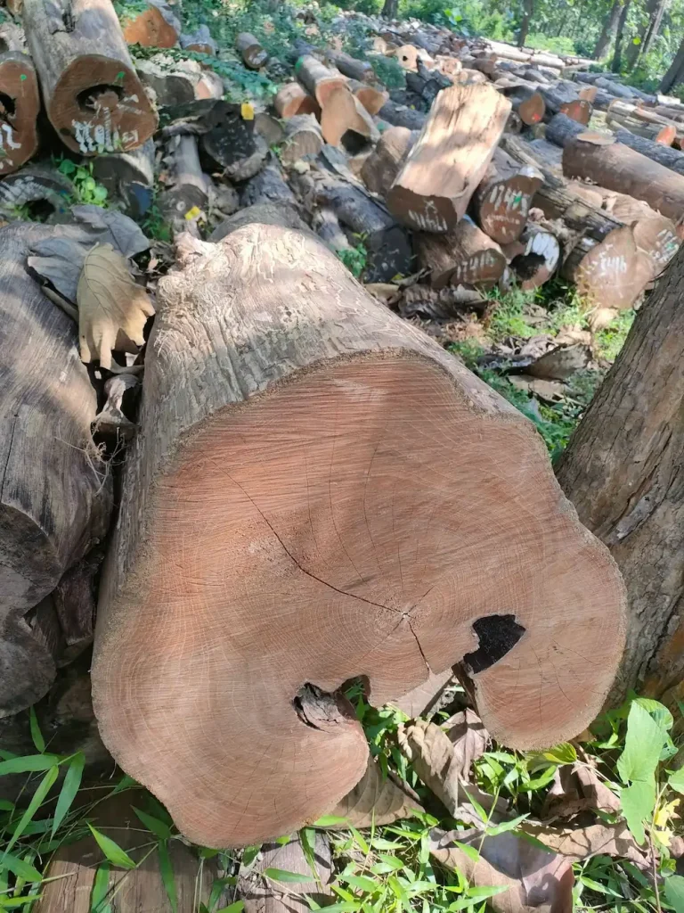 kayu bahan mebel jepara