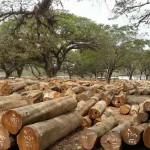 kayu jati perhutani