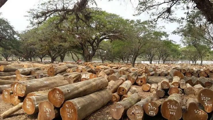 kayu jati perhutani