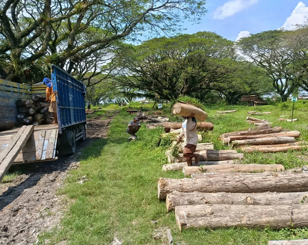 kayu jati tpk