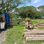 kayu jati tpk