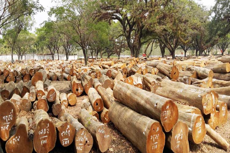 Kelebihan dan Kekurangan Kayu Jati Perhutani untuk Furnitur dan Bangunan kayu jati tpk